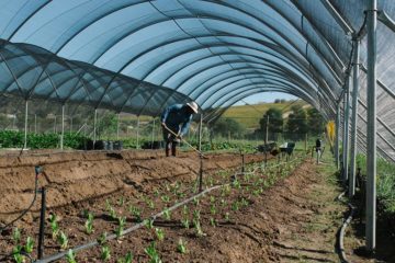 Spier Food Garden Workshop
