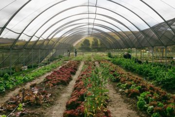 Spier Food Garden Workshop