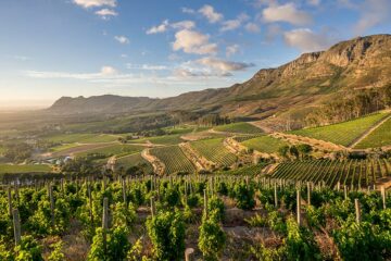 Constantia-Wine-Route