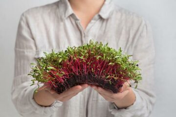 Microgreens