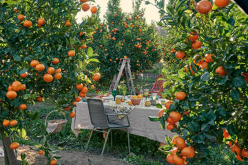 Boschendal's Citrus Festival