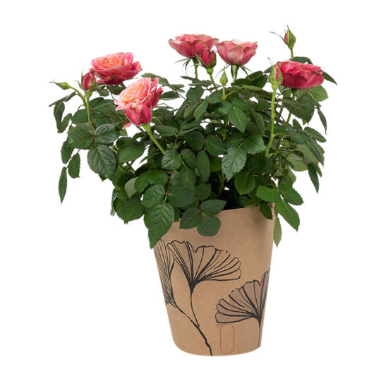 Just add love with Woolies this February - Aspire Lifestyle Magazine