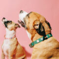 Smith Canine Co.
