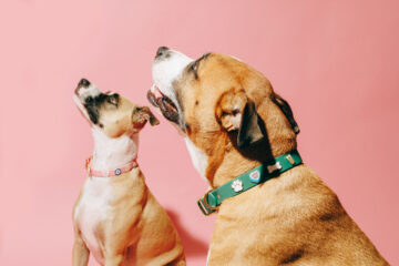 Smith Canine Co.