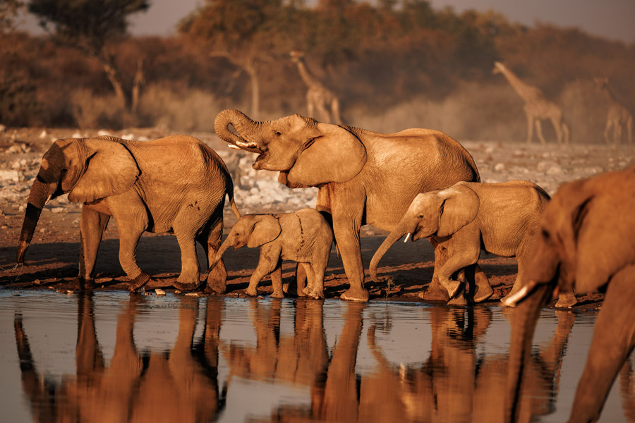 Mokuti Etosha Lodge