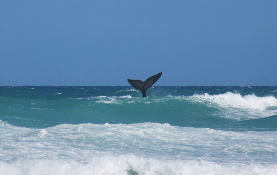 Wine, Whales & Music Weekend at De Hoop