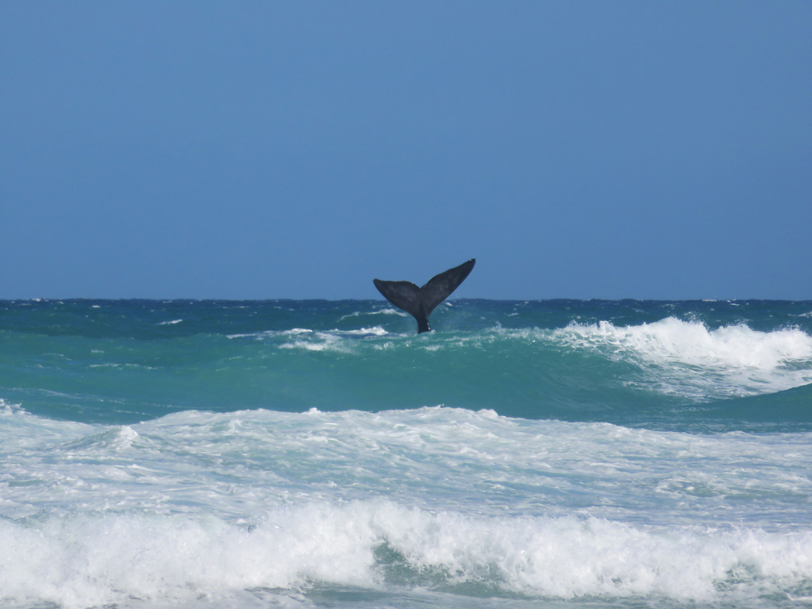 Wine, Whales & Music Weekend at De Hoop